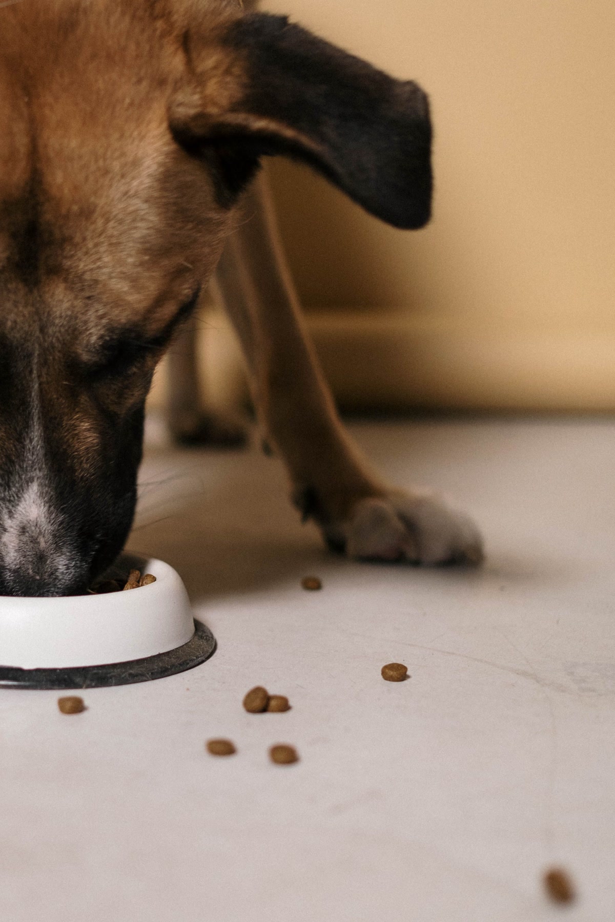 A large breed dog eating from a stainless steel bowl