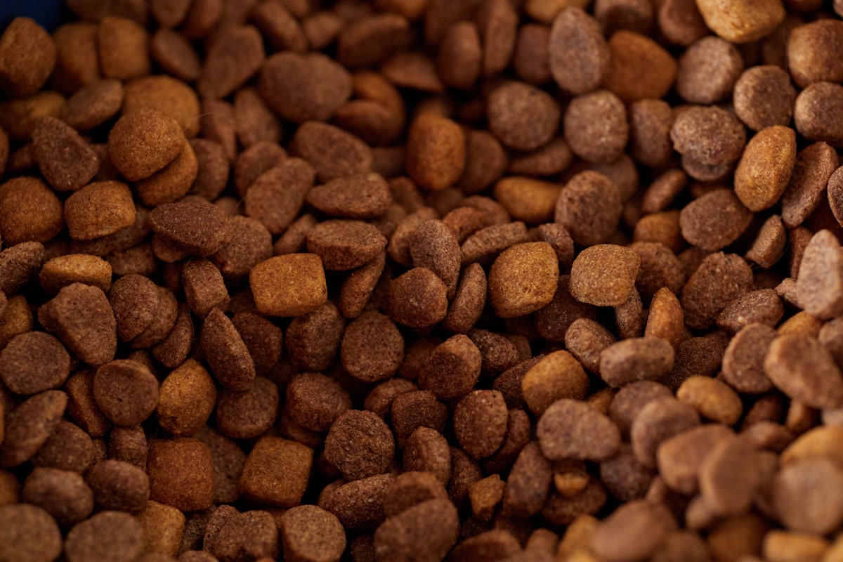 Price comparison of budget dog food brands