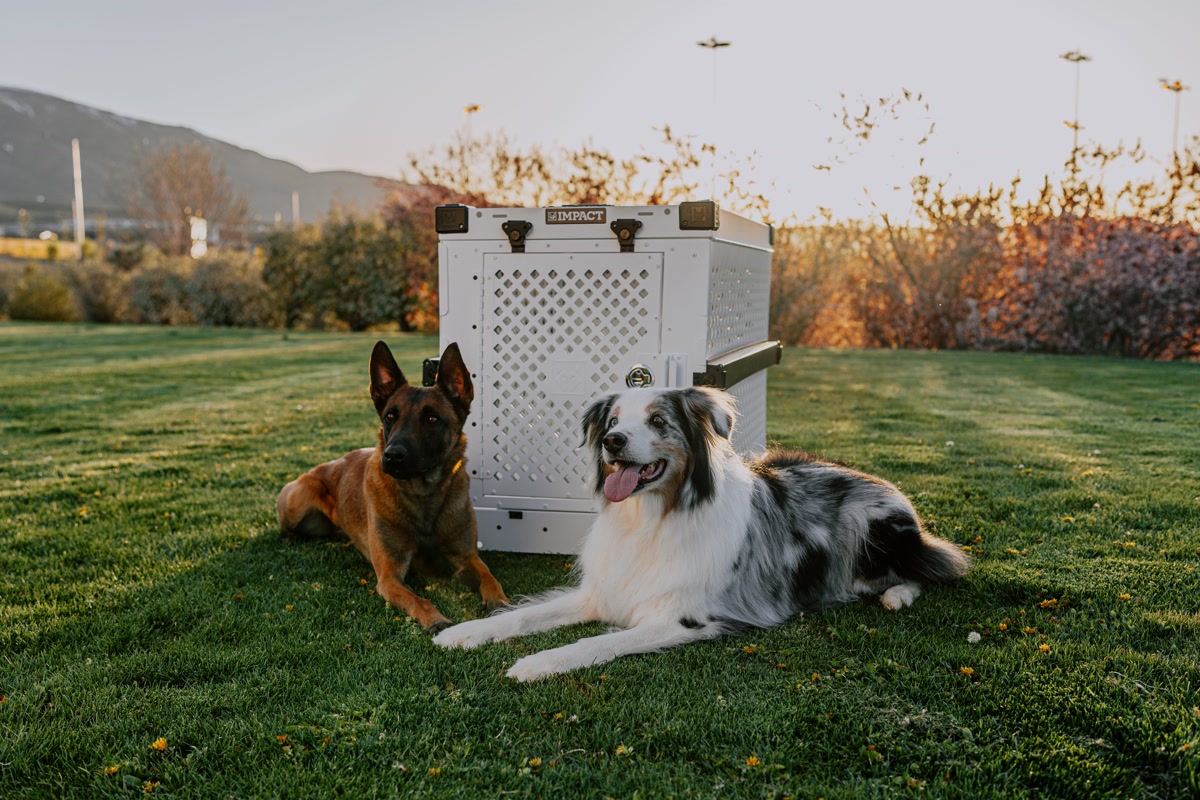Different types of dog crates side by side