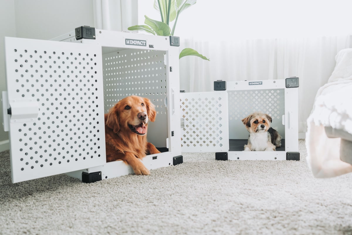 Dog comfortably resting in a budget-friendly wire crate with cushion and blanket