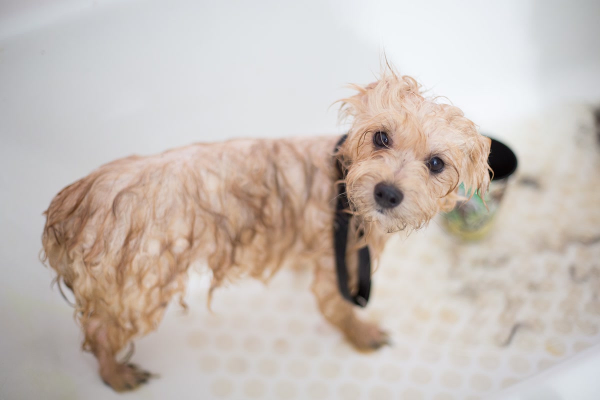 small dog being given flea bath with Dawn dish soap in laundry room sink