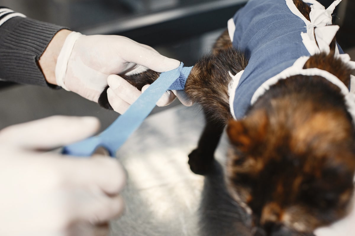 Veterinarian holding a flea and tick prevention product while discussing options with a dog owner in a clinic