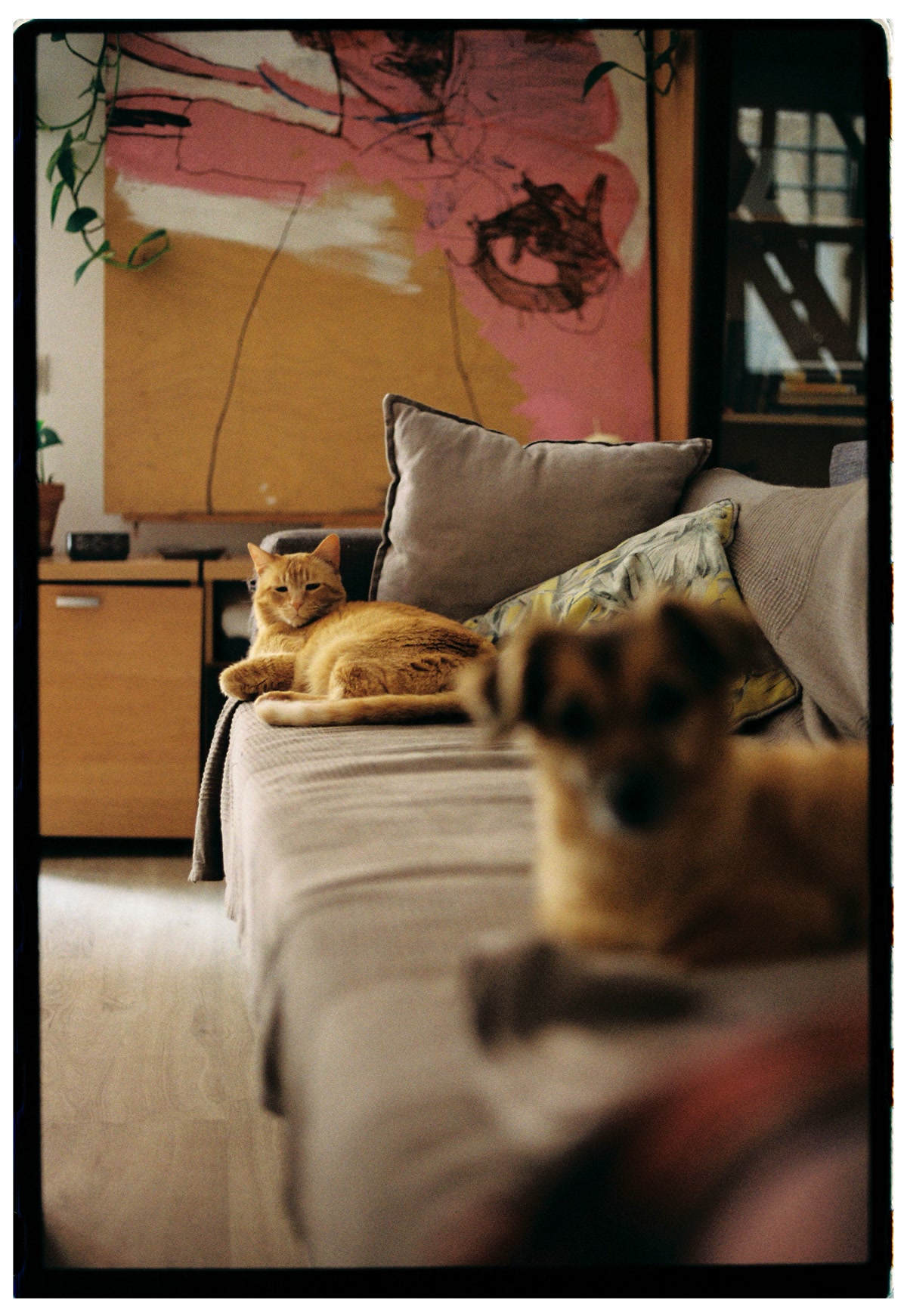 Dog and cat resting together on a couch at home representing happy insured pets