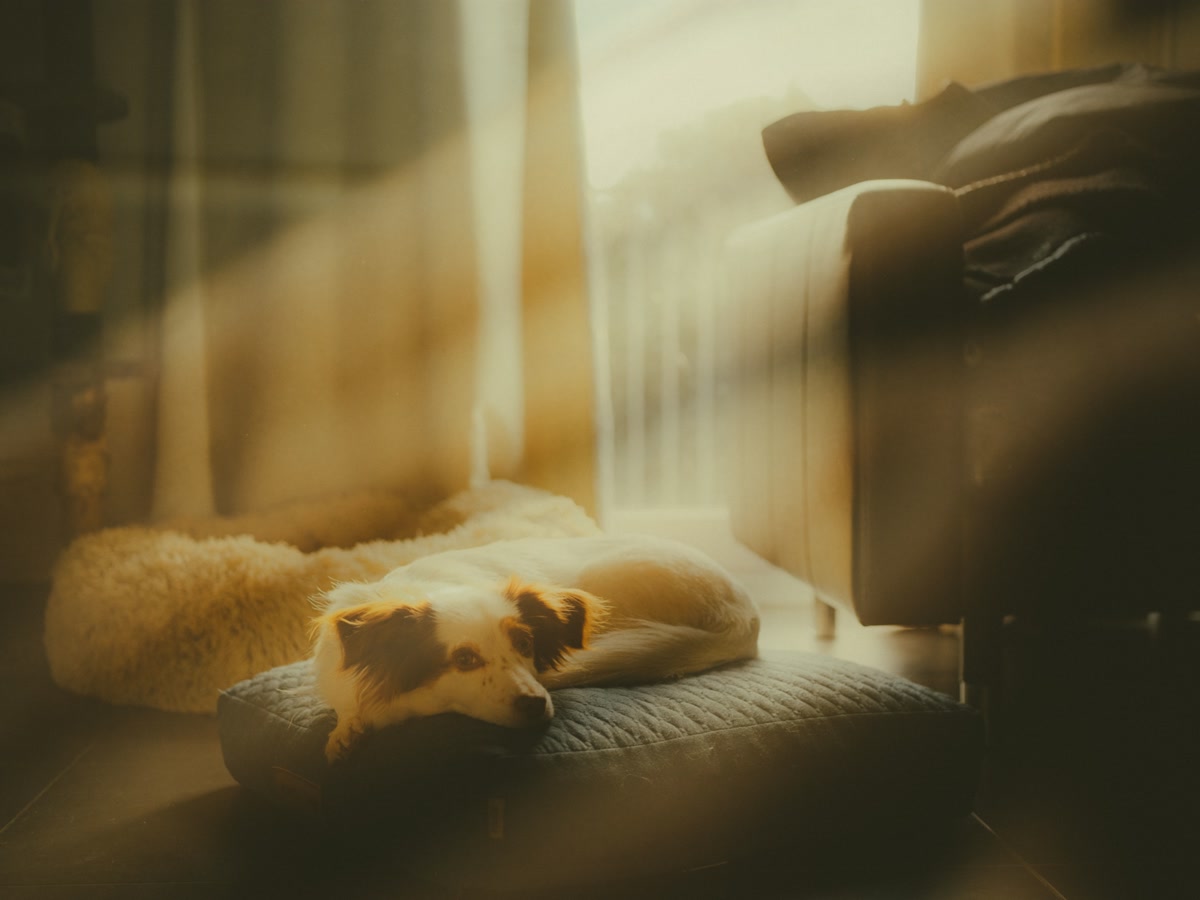 Cozy living room with dog bed, cord-managed furniture, and corner guards