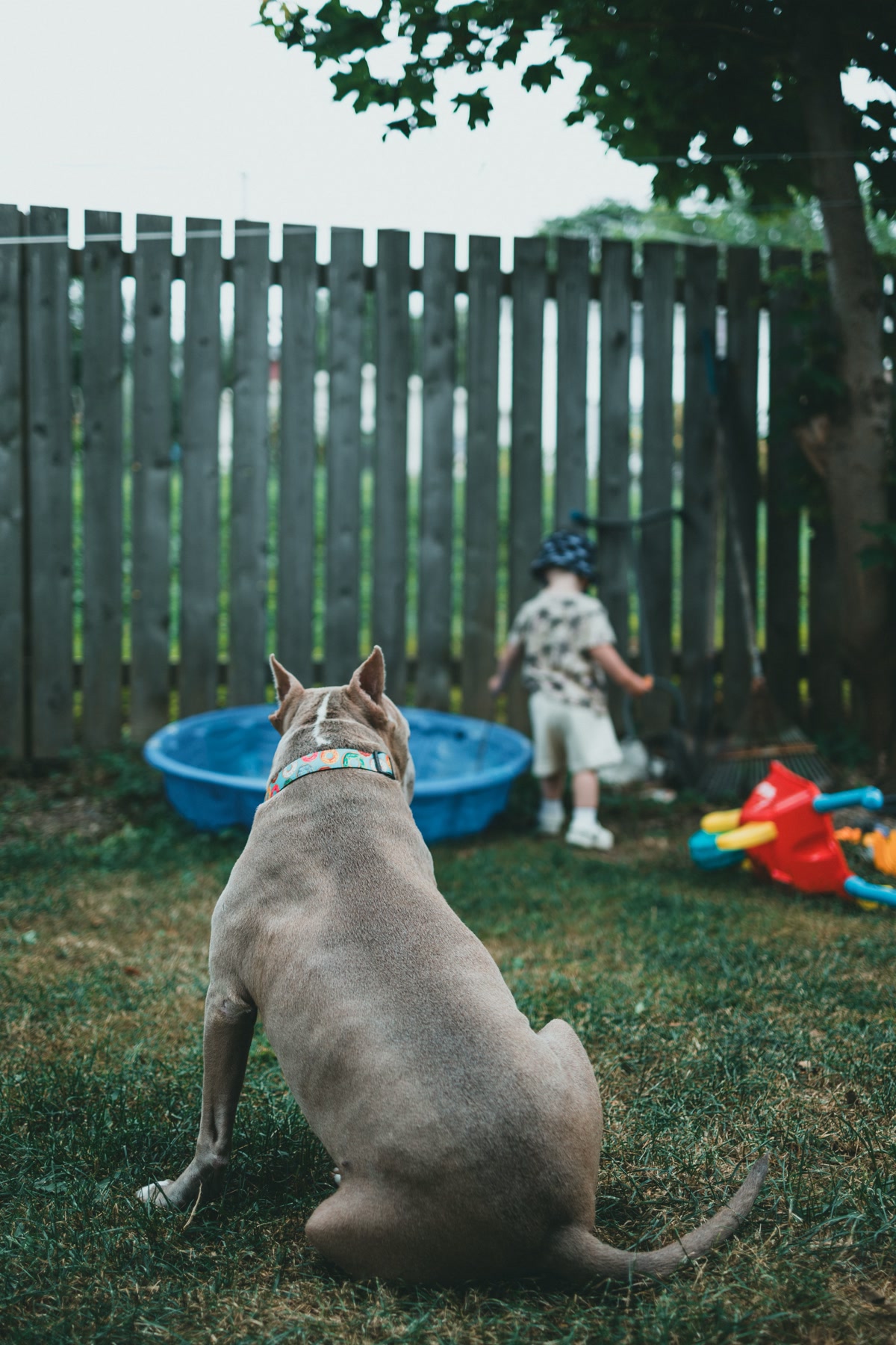 Backyard with secure fence, gate latch, and dog playing safely on grass