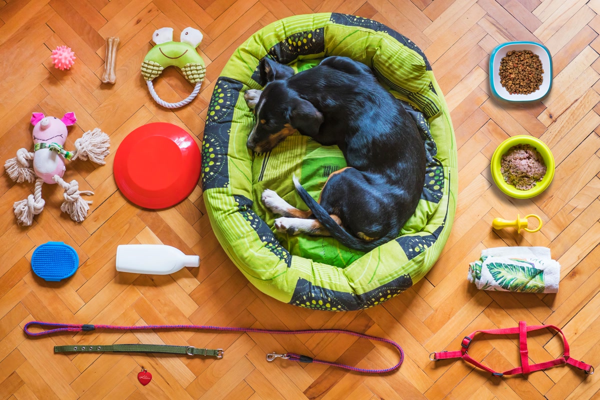 Budget running gear for dogs flat lay