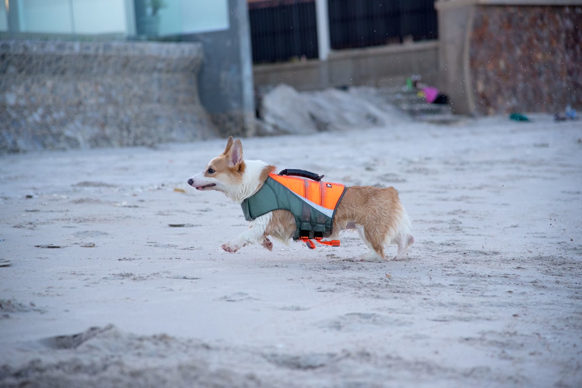 Dog wearing reflective running vest at dusk
