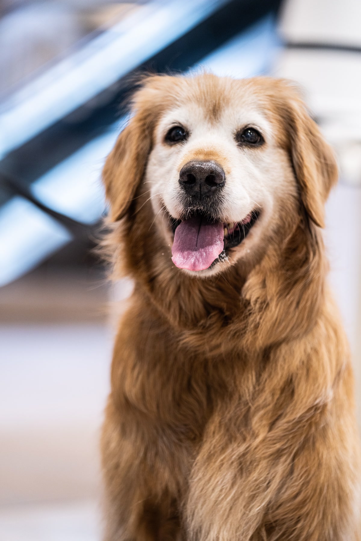 Golden retriever puppy at a veterinary wellness visit