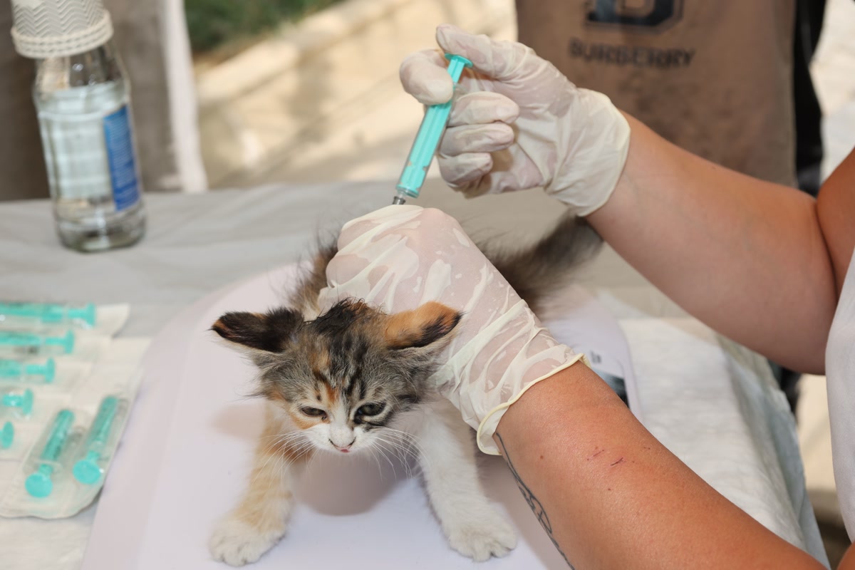 Affordable community pet vaccination clinic
