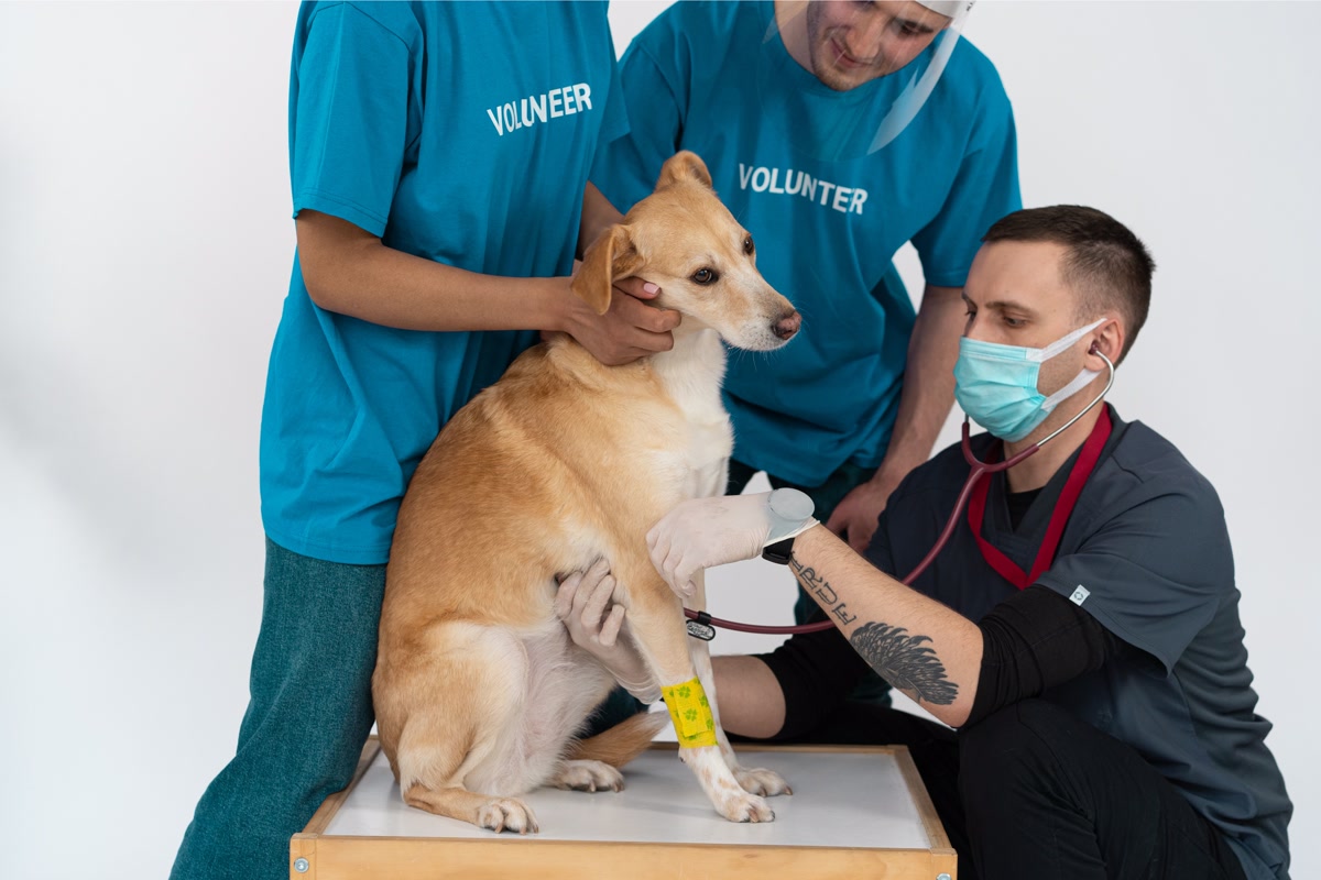 Comparison of veterinary hospital and affordable community clinic