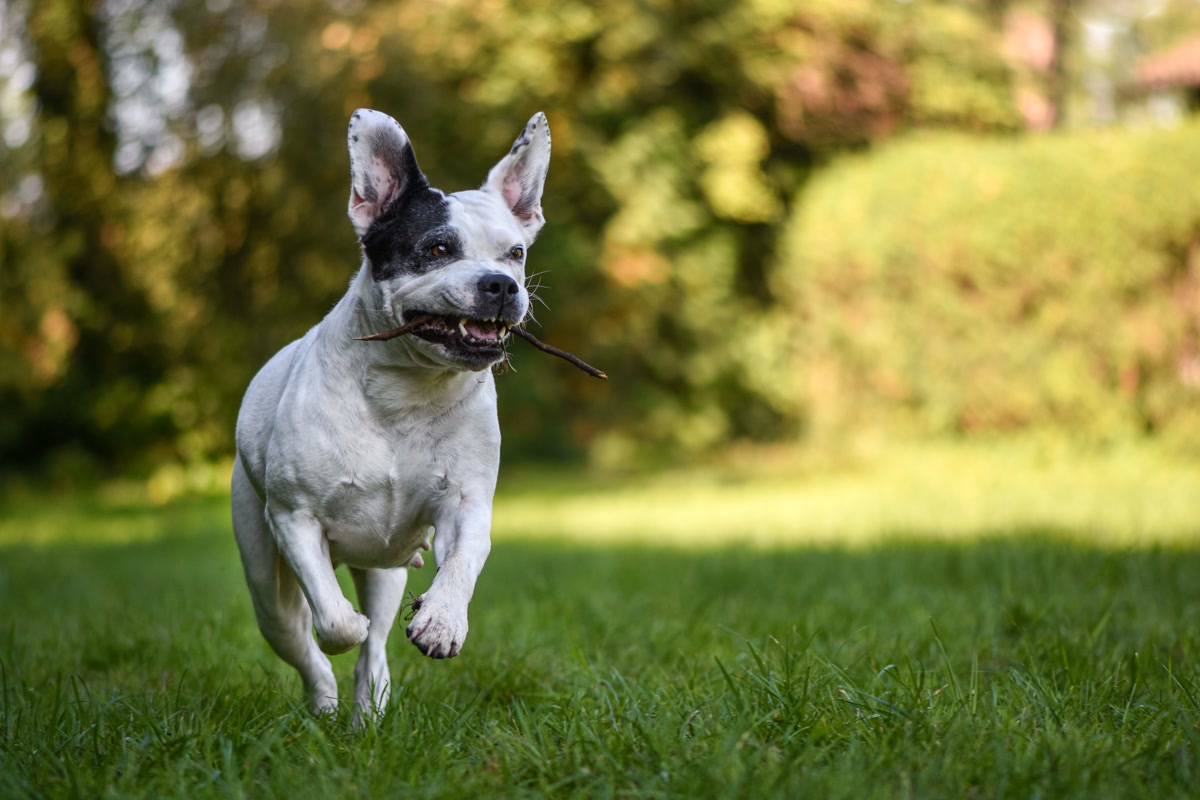 Happy healthy puppy running in a sunny park