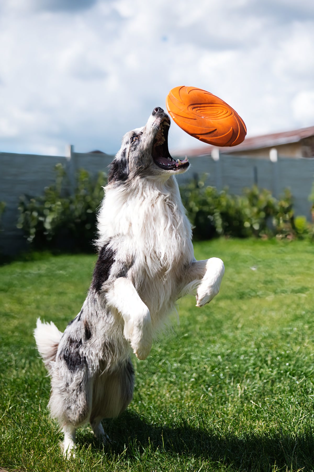 Happy family playing with their healthy dog in the backyard with financial planning documents