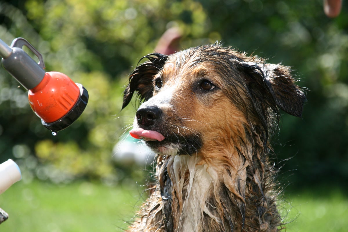 Happy dog being bathed