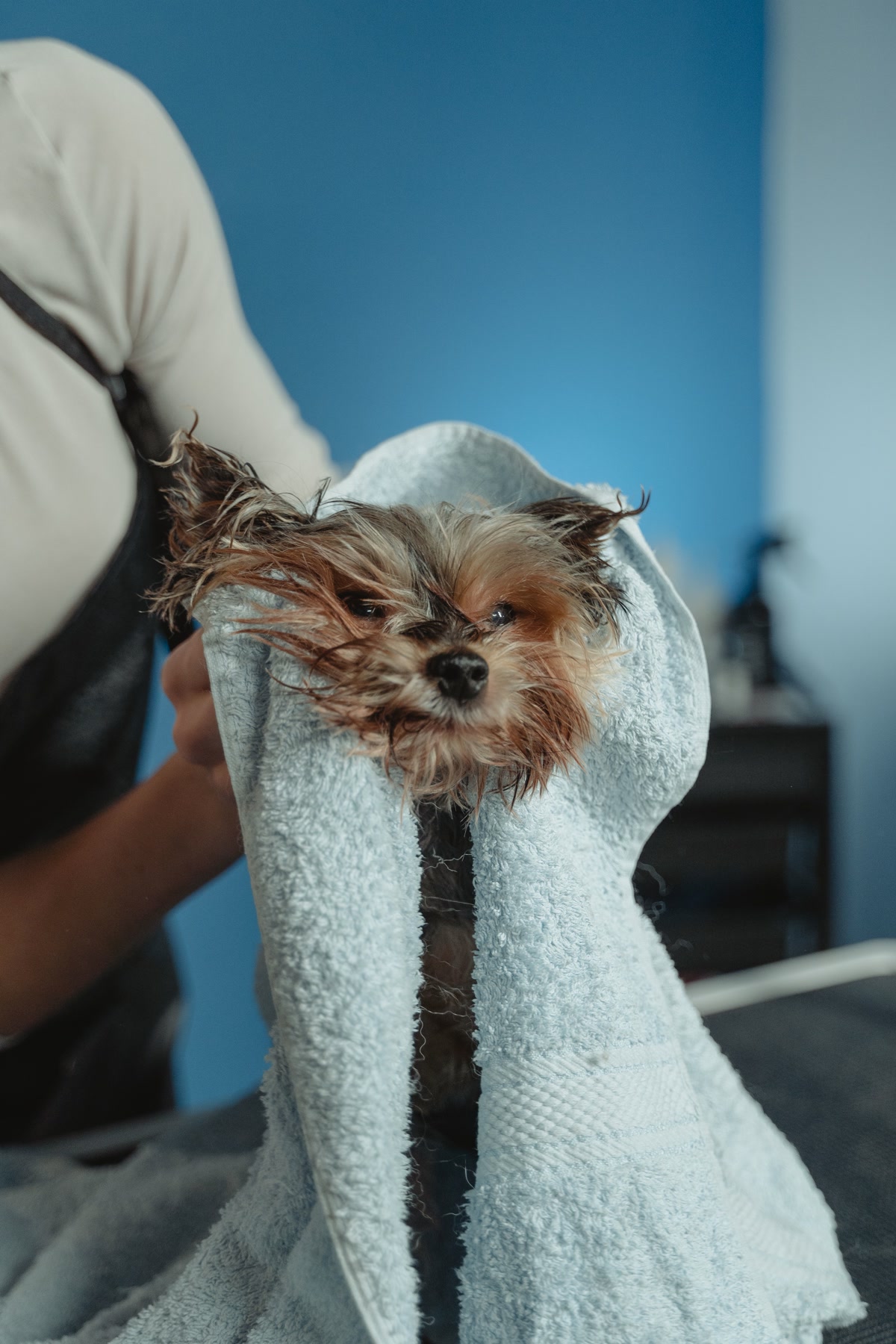 Fresh clean dog after bath