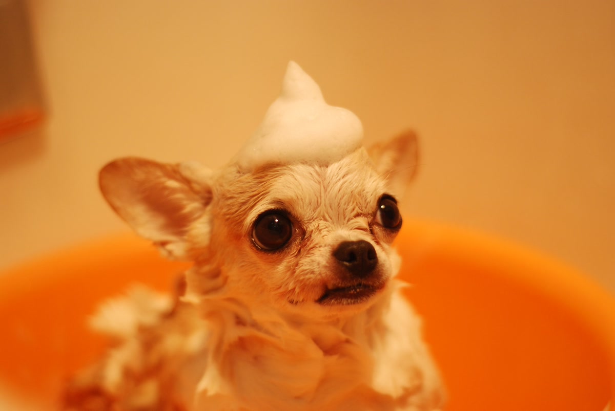 Puppy getting a foam bath