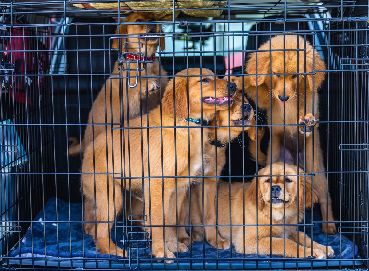 Travel dog food container in car