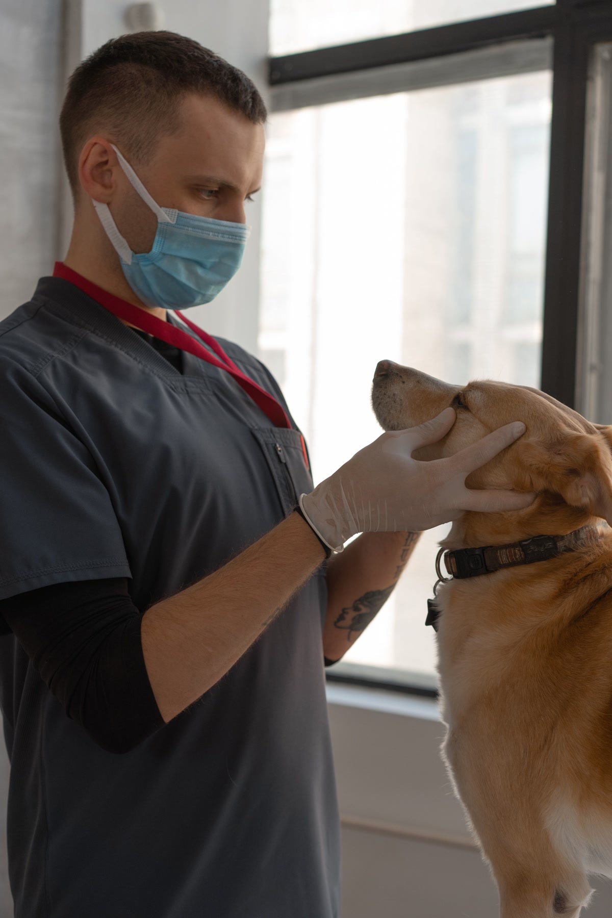 Dog being examined for injury by owner