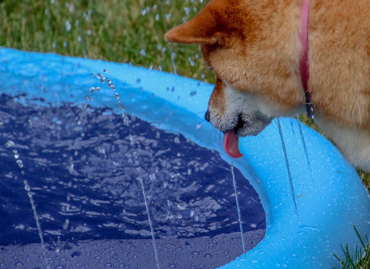 Dog cooling off in kiddie pool with misting system
