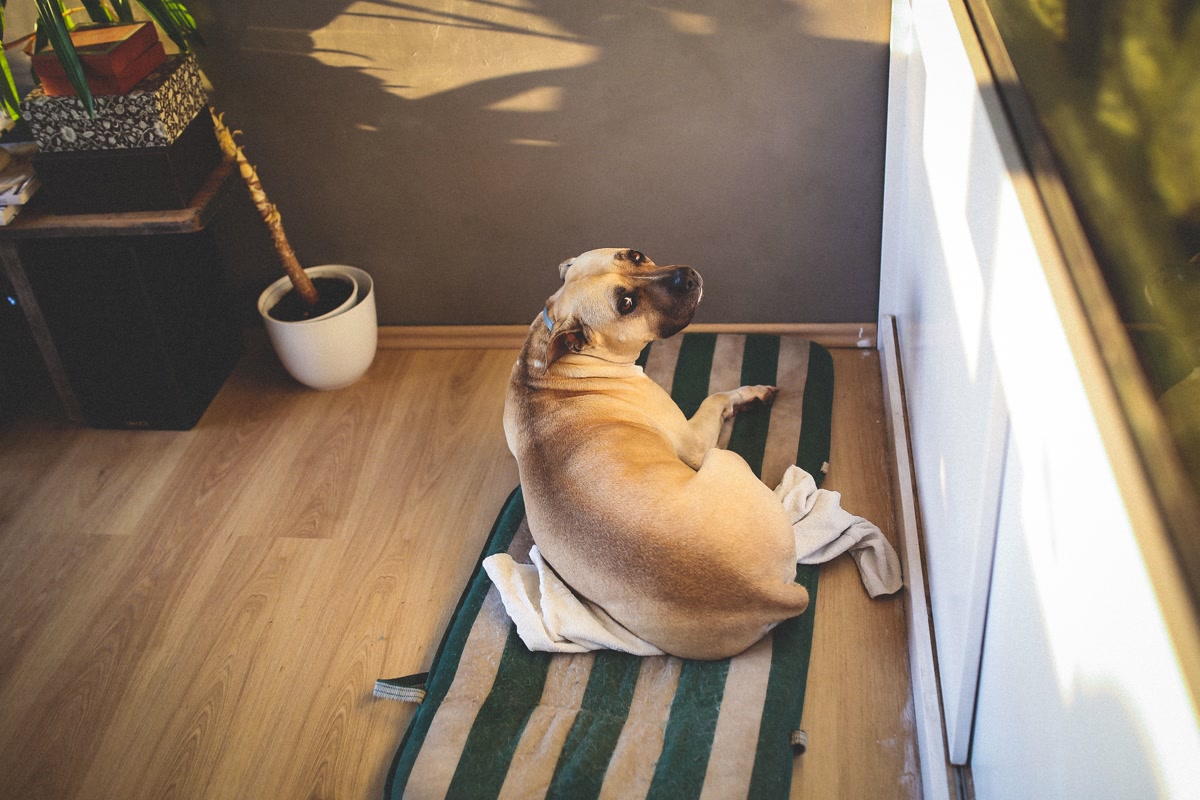 Dog relaxing on cooling mat