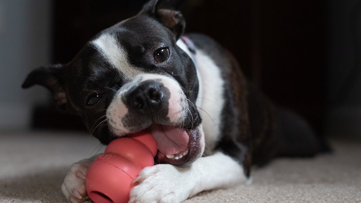 Dog enjoying frozen Kong treat