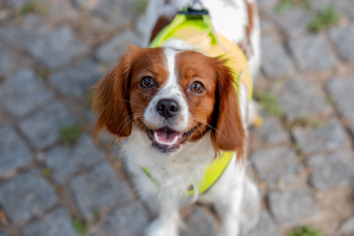 Dog wearing cooling vest on walk