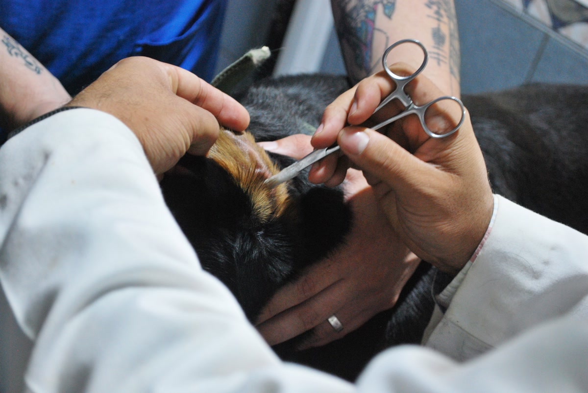 Checking dog for ticks with tweezers