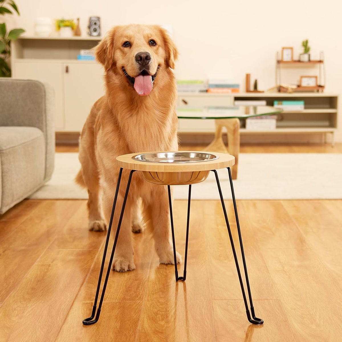 Large dog eating from elevated stainless steel bowl
