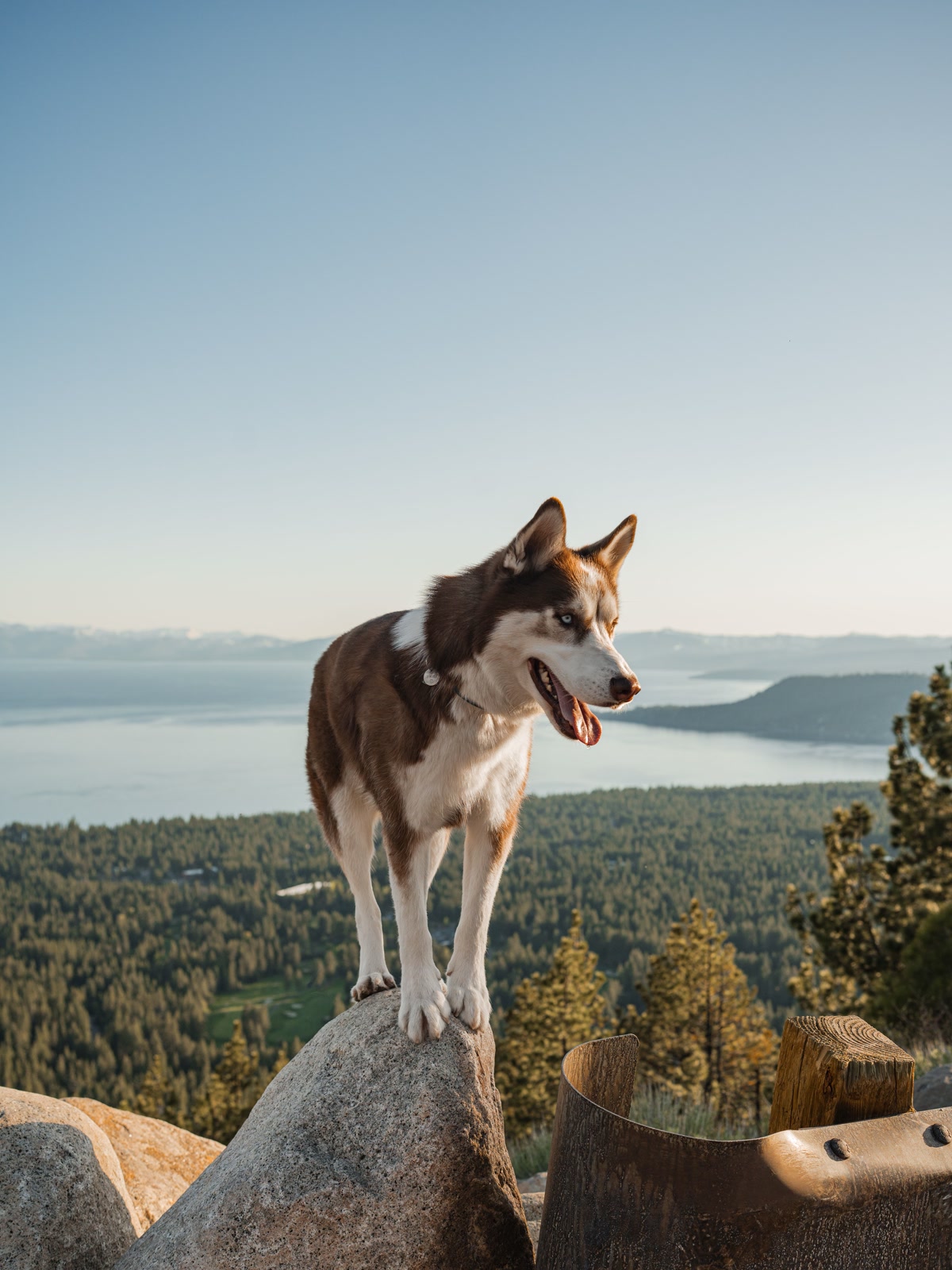 Collapsible silicone dog bowl on hiking trail