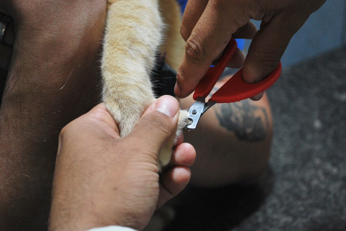 trimming dog nails at home