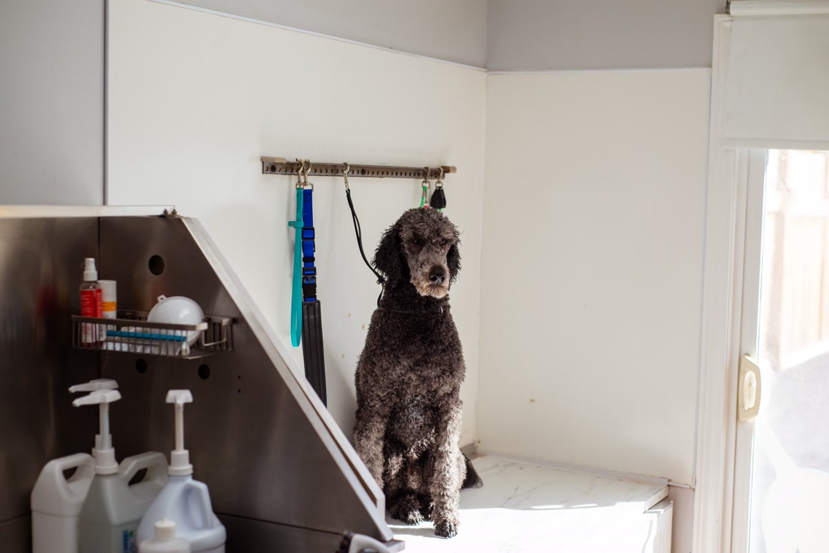dog grooming supplies budget