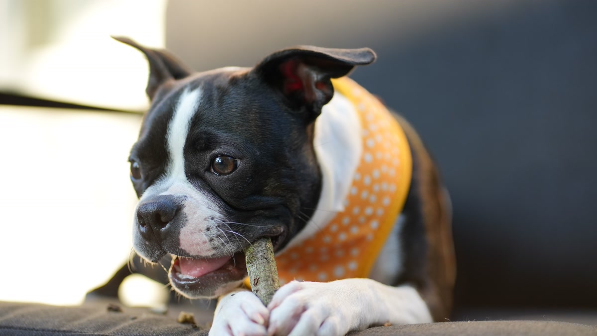 dog chewing dental treat