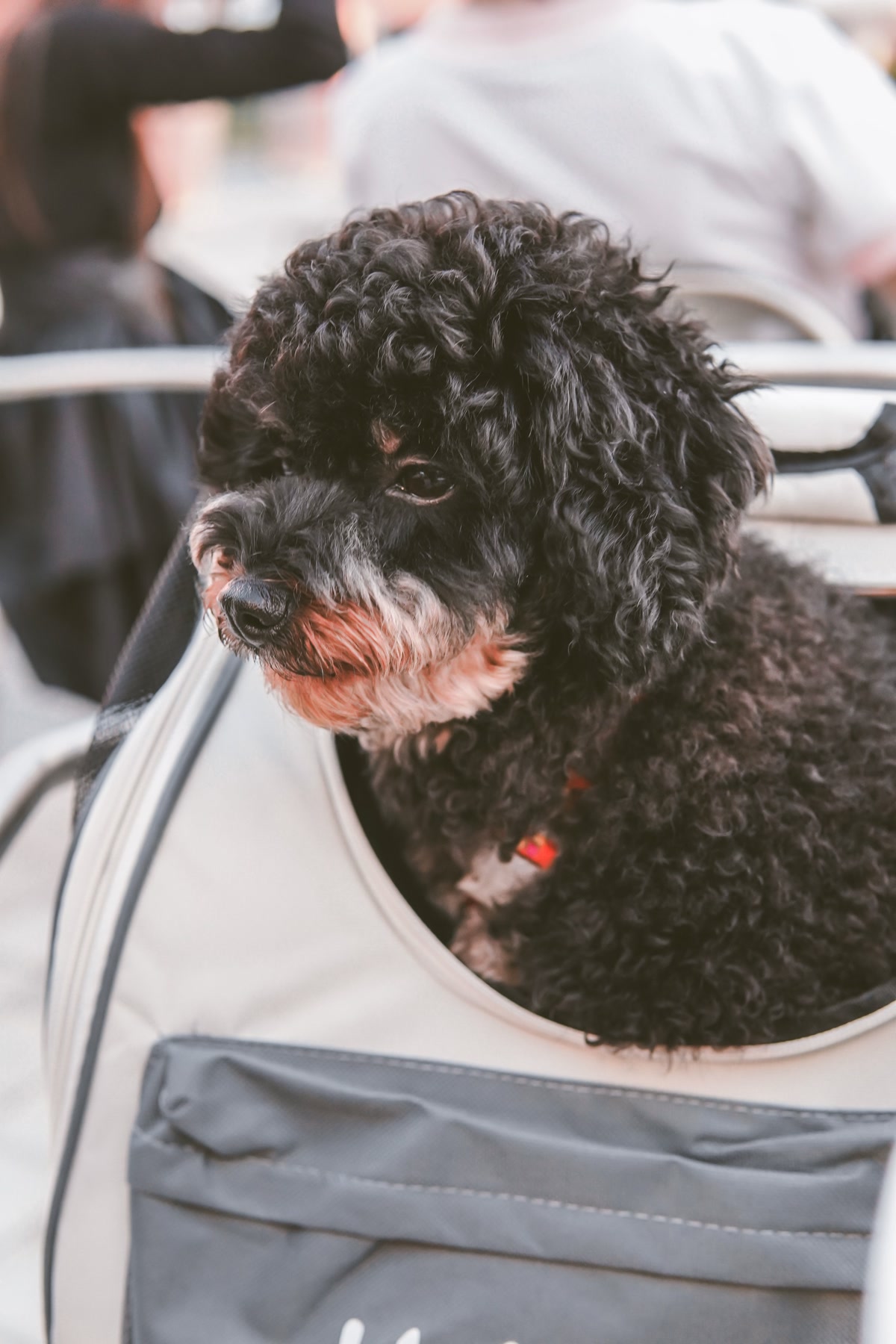 small dog in airline pet carrier at airport gate