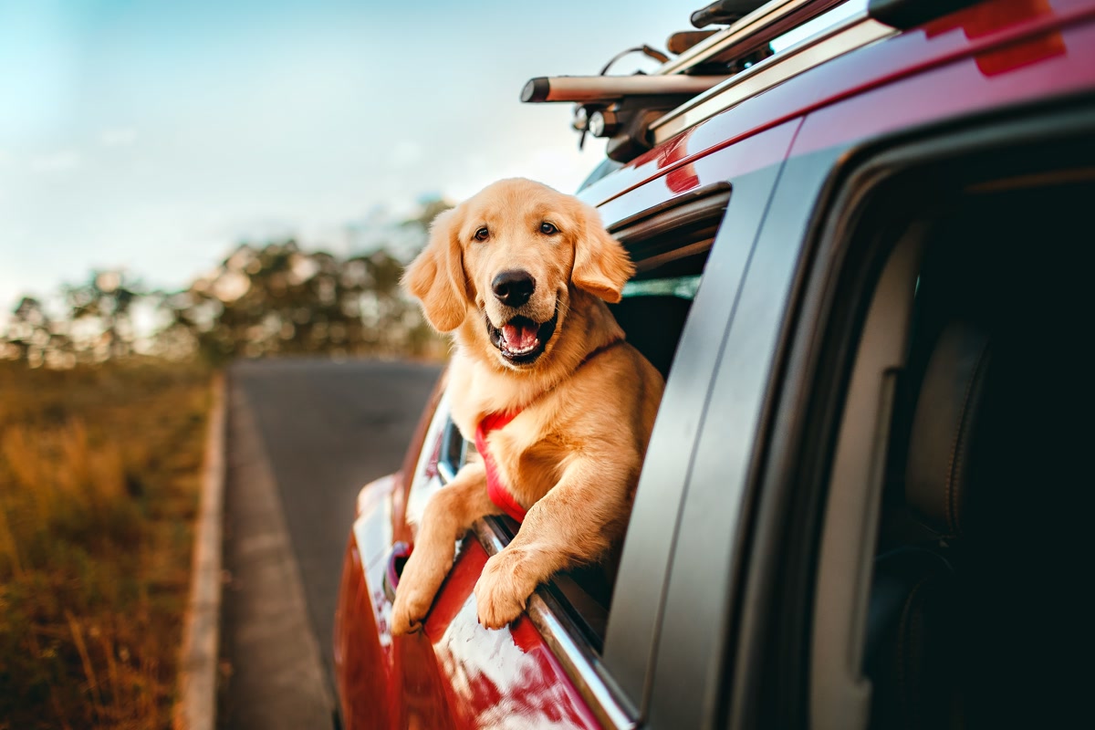 happy golden retriever on road trip with scenic mountain highway