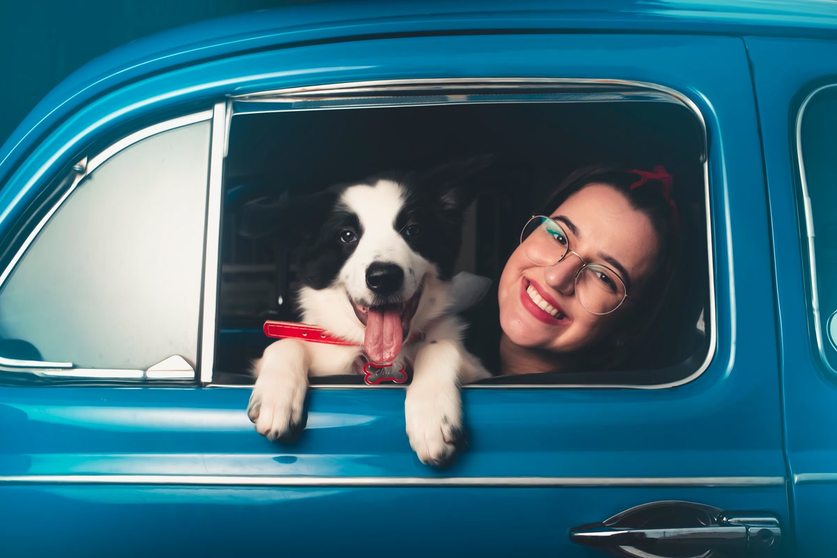 border collie sticking head out of car window on scenic road trip