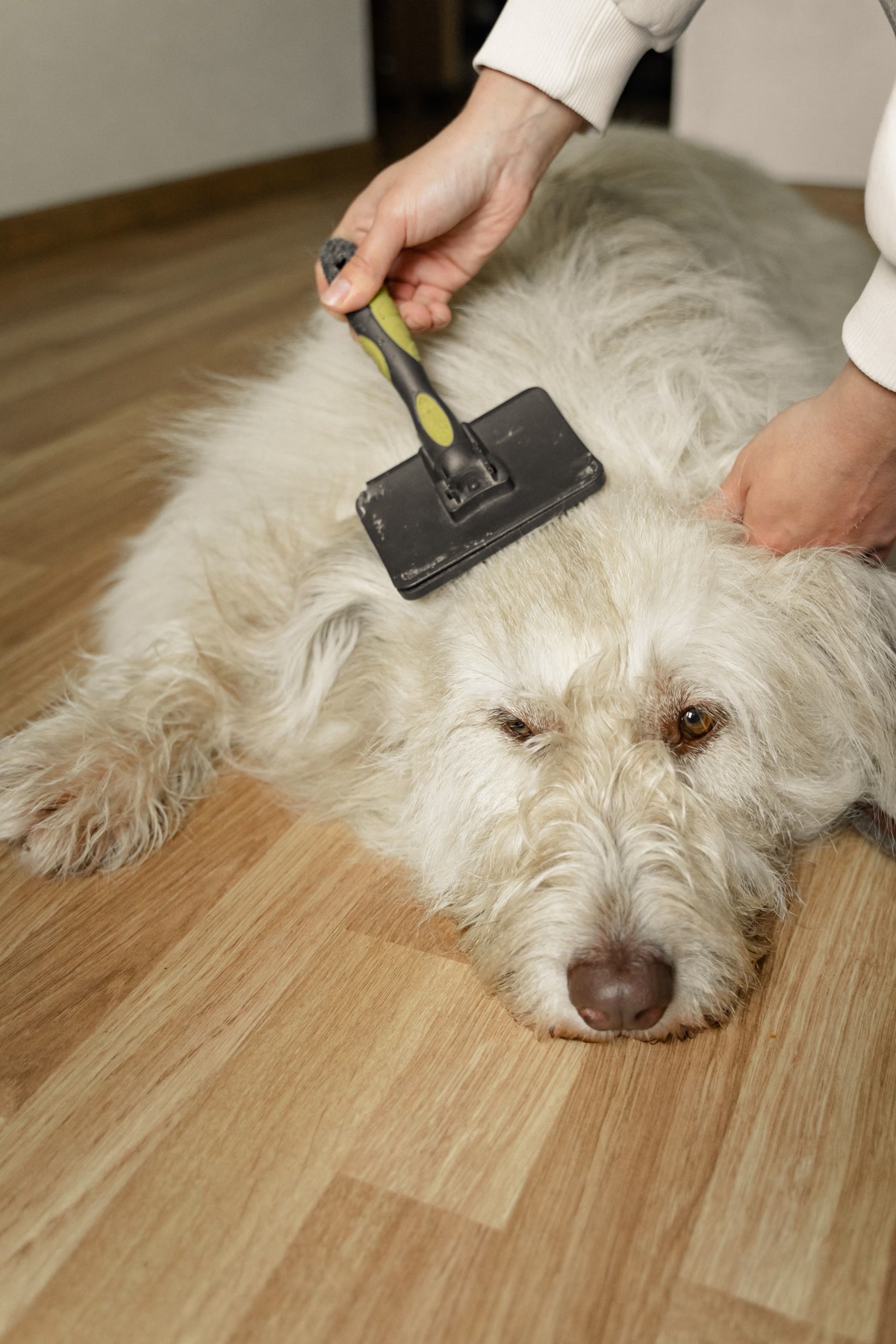 dog being brushed at home in bathroom with grooming tools including slicker brush and nail clippers