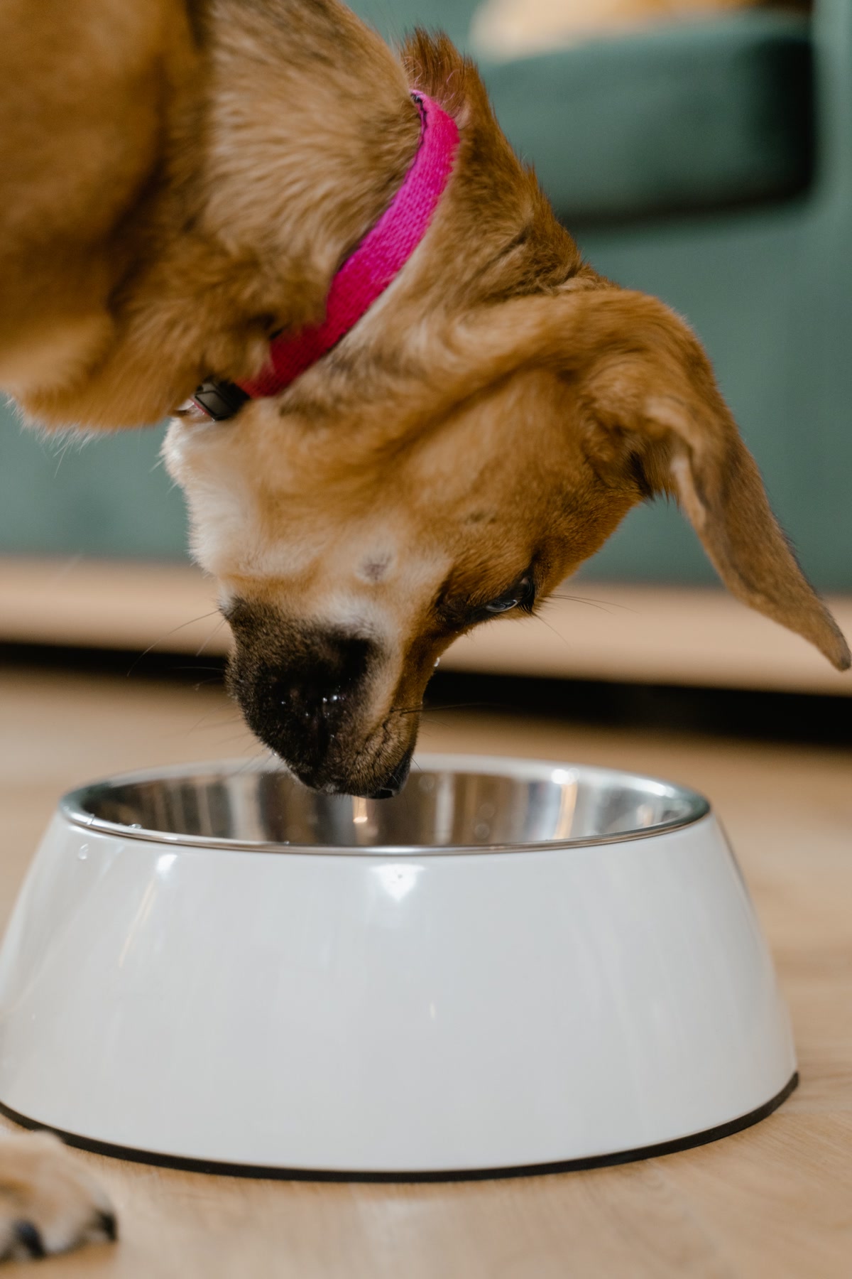 dog eating single protein meal from stainless steel bowl on kitchen floor