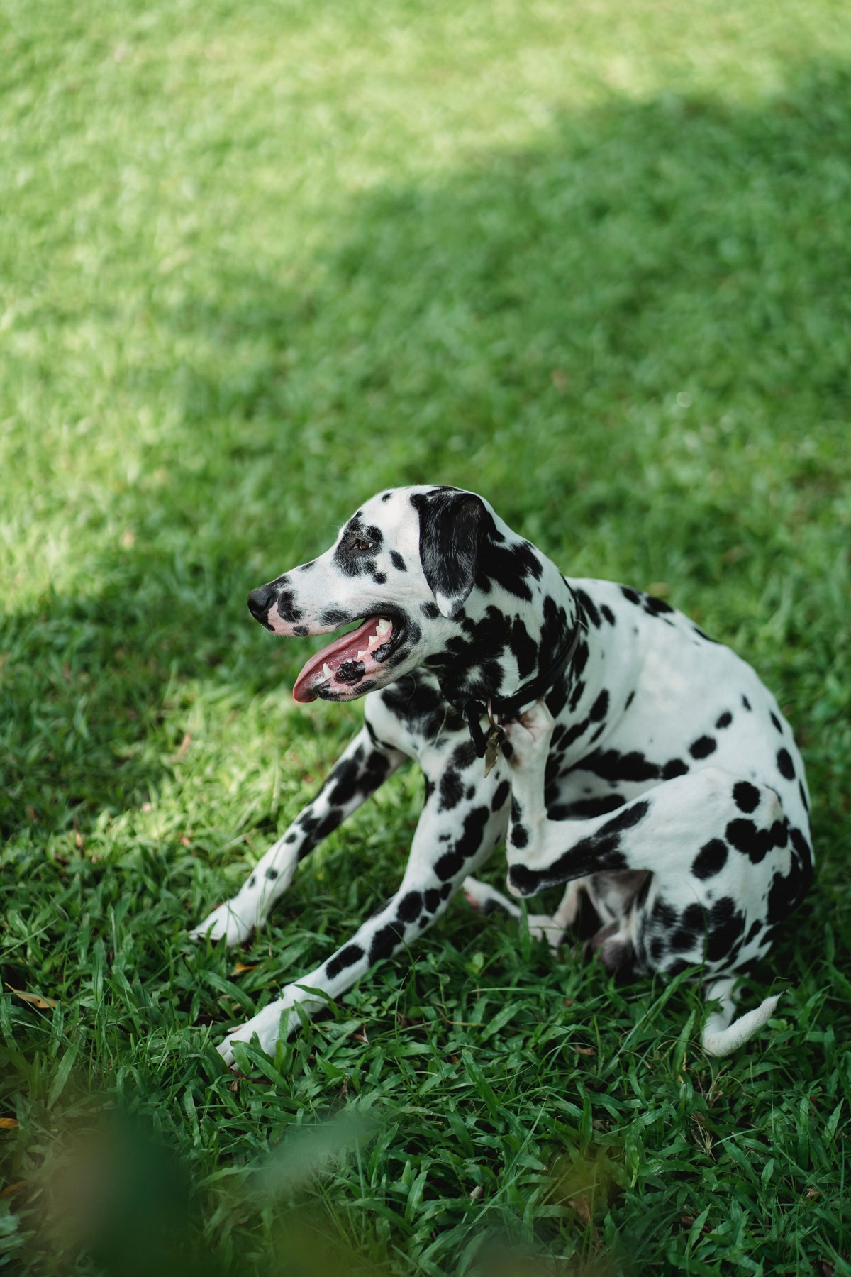 dog scratching itchy skin on grass in backyard