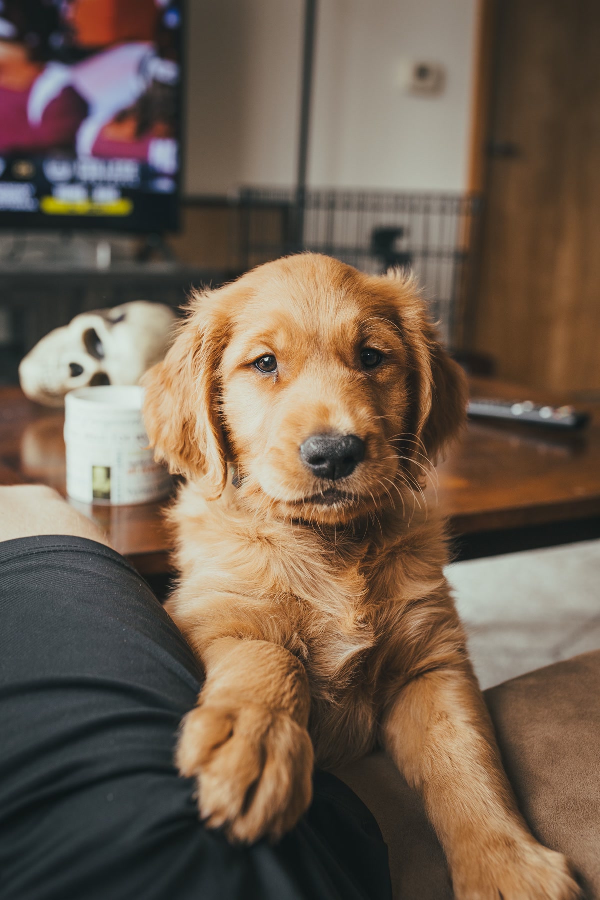 golden retriever licking paw while sitting on couch