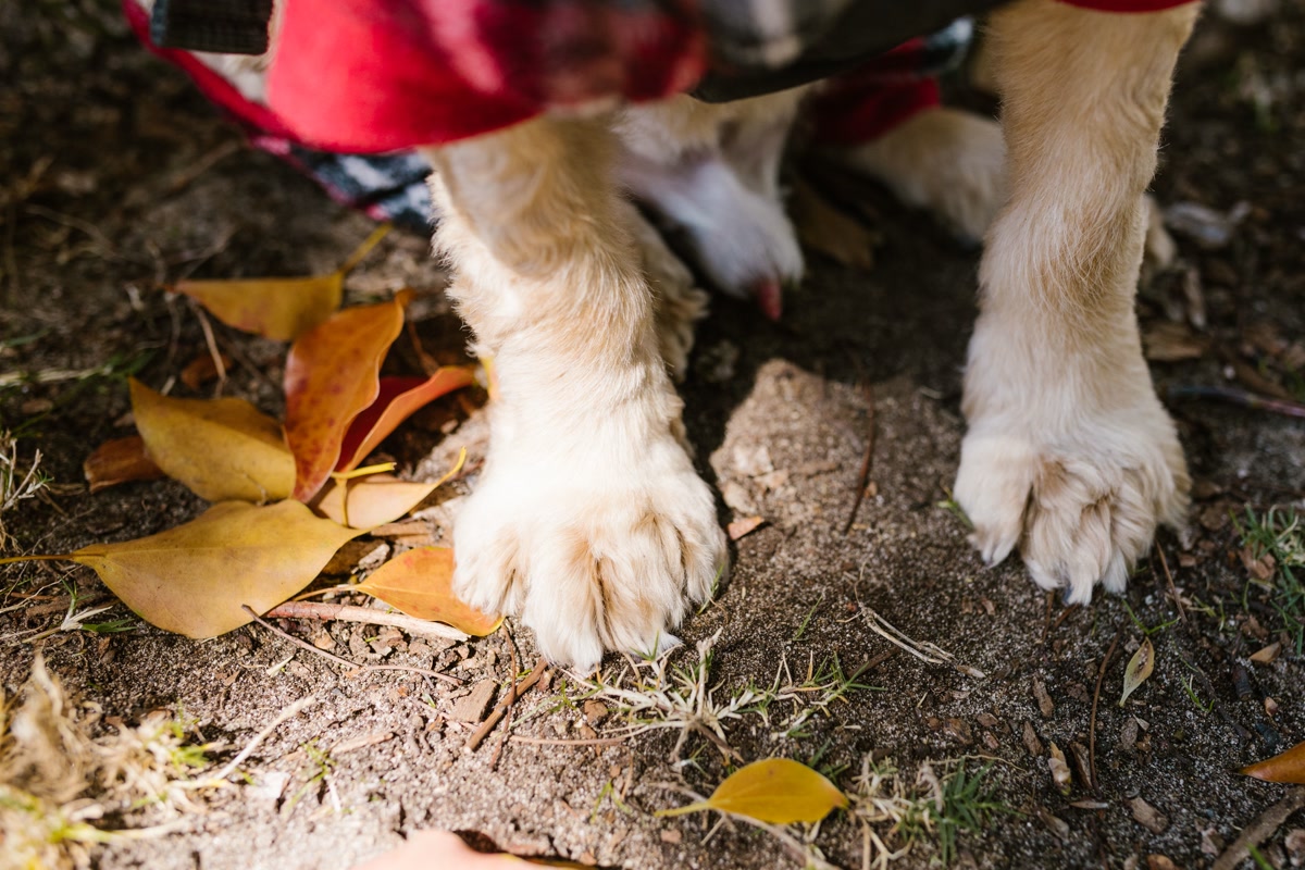 person wiping golden retriever paws with damp towel at front door