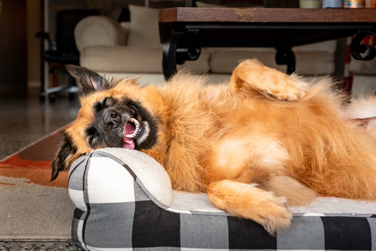 Relaxed dog sleeping on a dog bed in a cozy living room