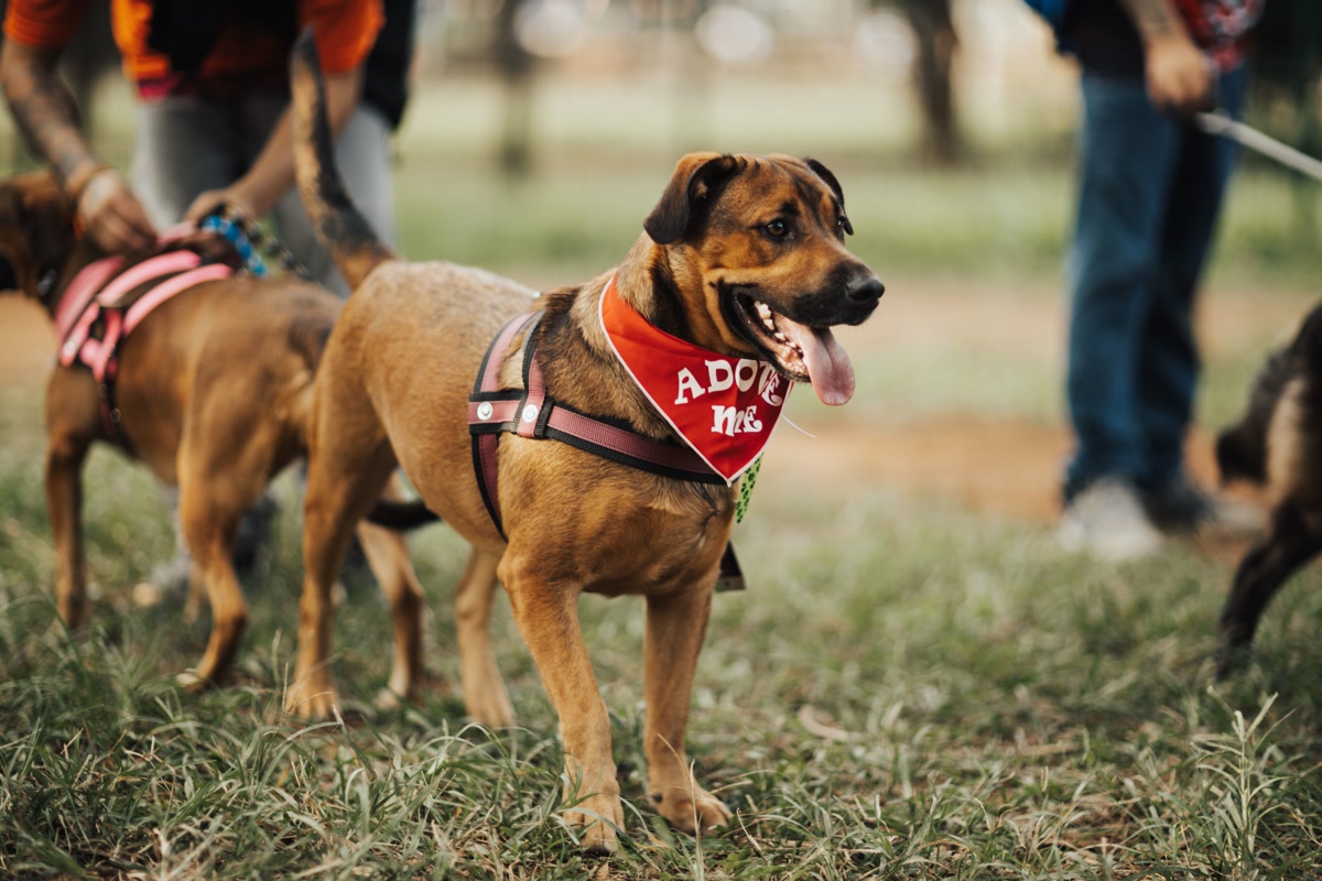 Basic pet supplies for a newly adopted dog