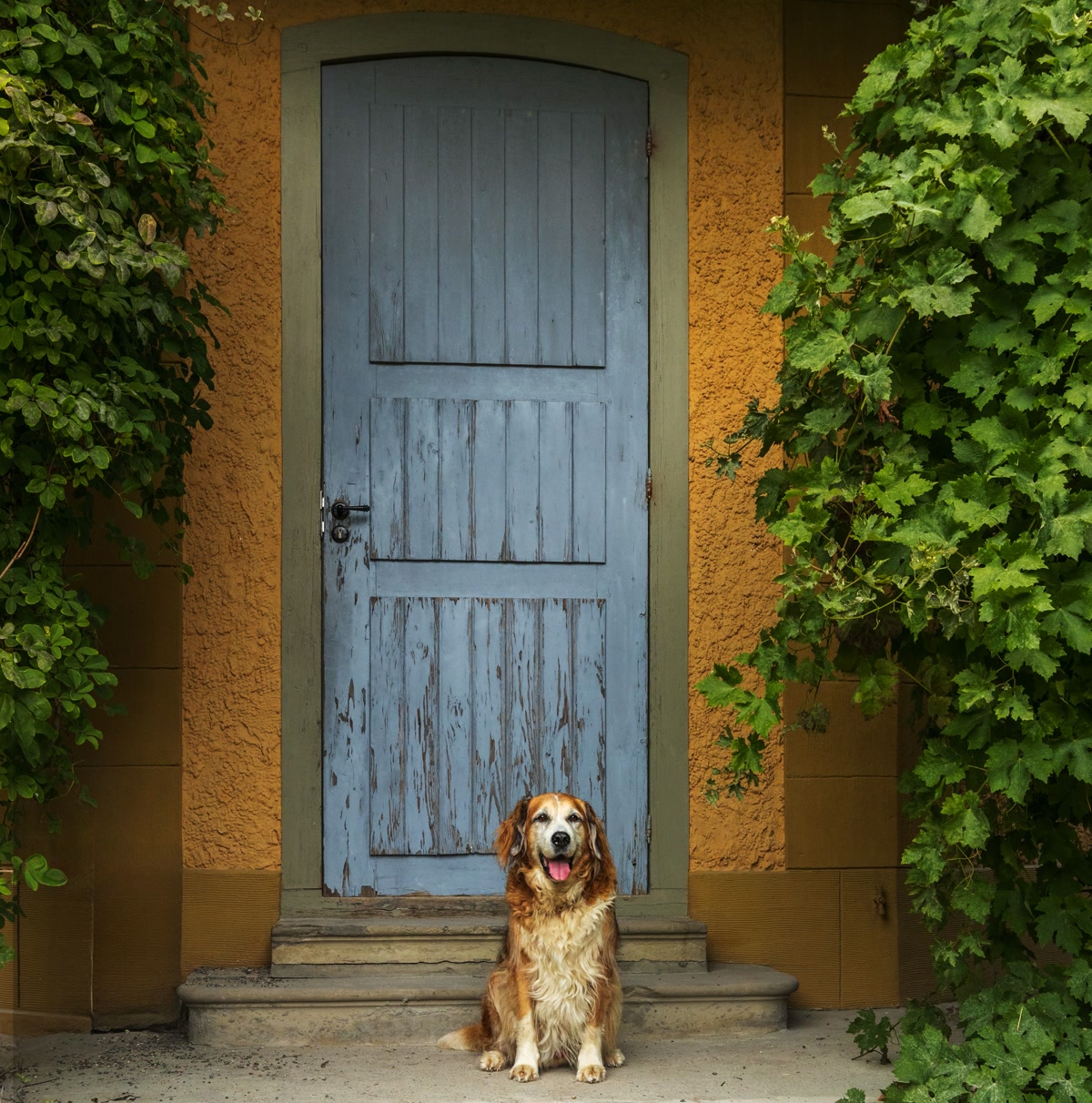 happy golden retriever at front door with packed suitcase ready for boarding