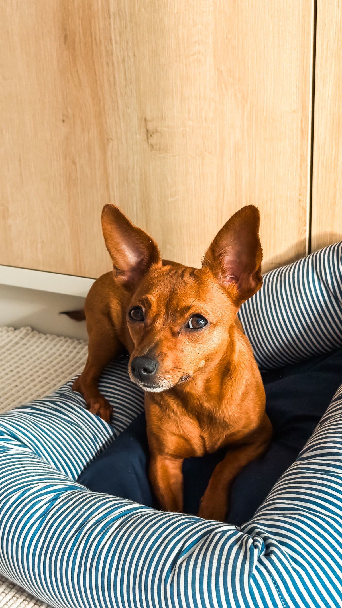 small dog relaxing on dog bed with pet sitter in cozy living room