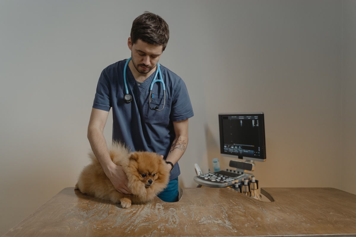 veterinary technician examining small senior dog on exam table in clinic