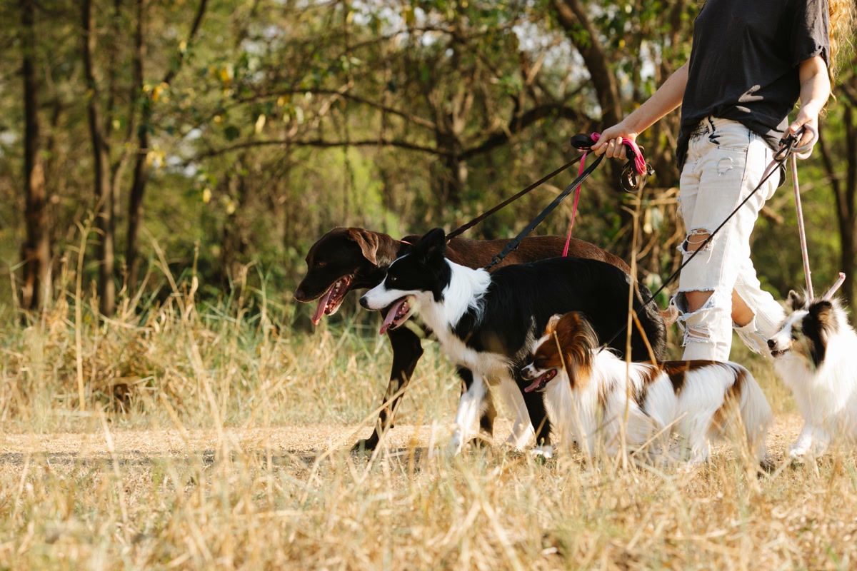 Border collie running on a long training line in an open grassy field