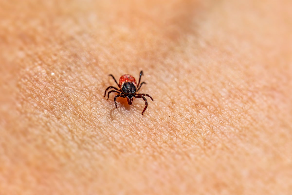 tp22 flea tick prevention 01