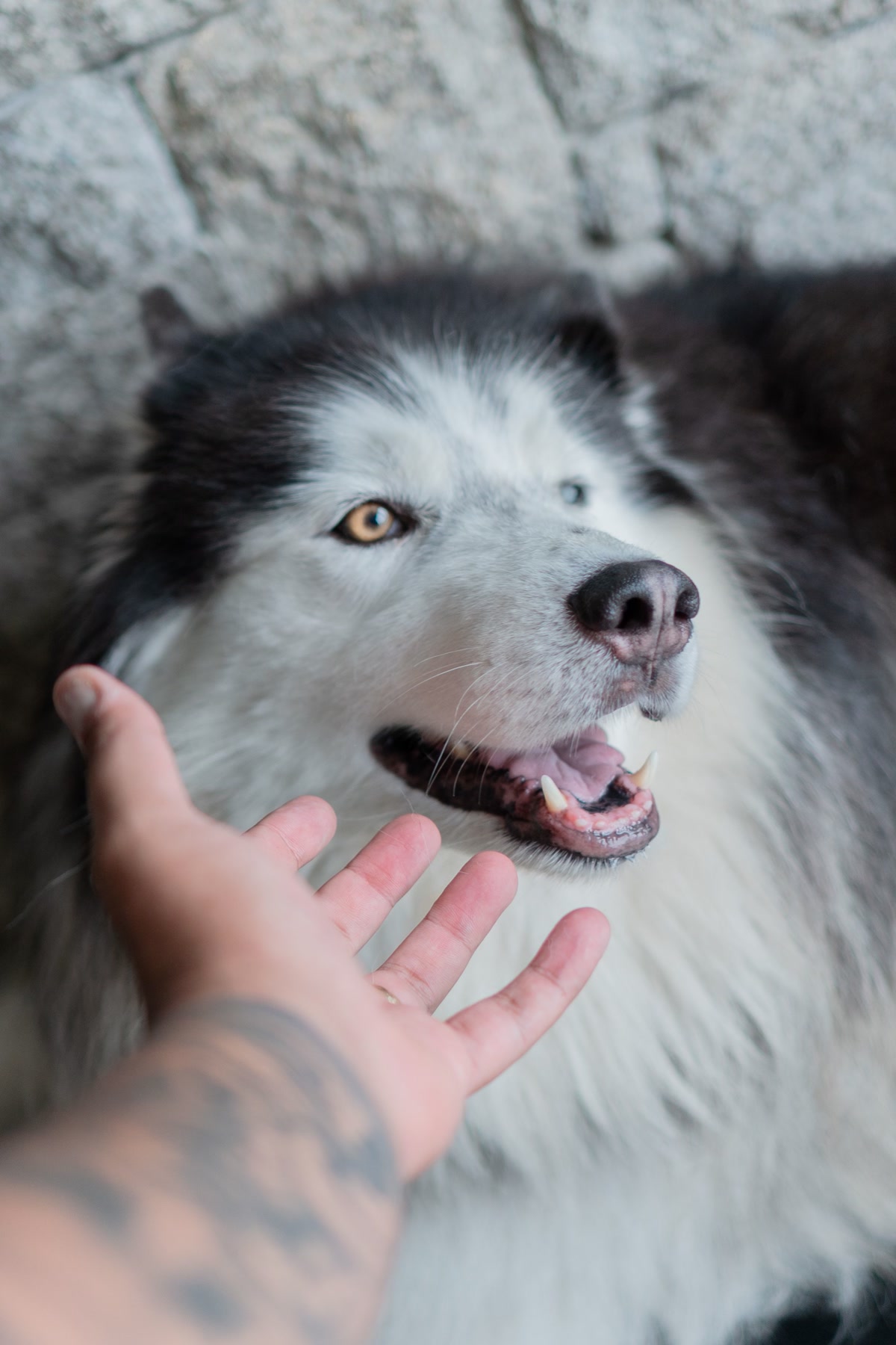 Close-up of deshedding tool removing undercoat from a Husky