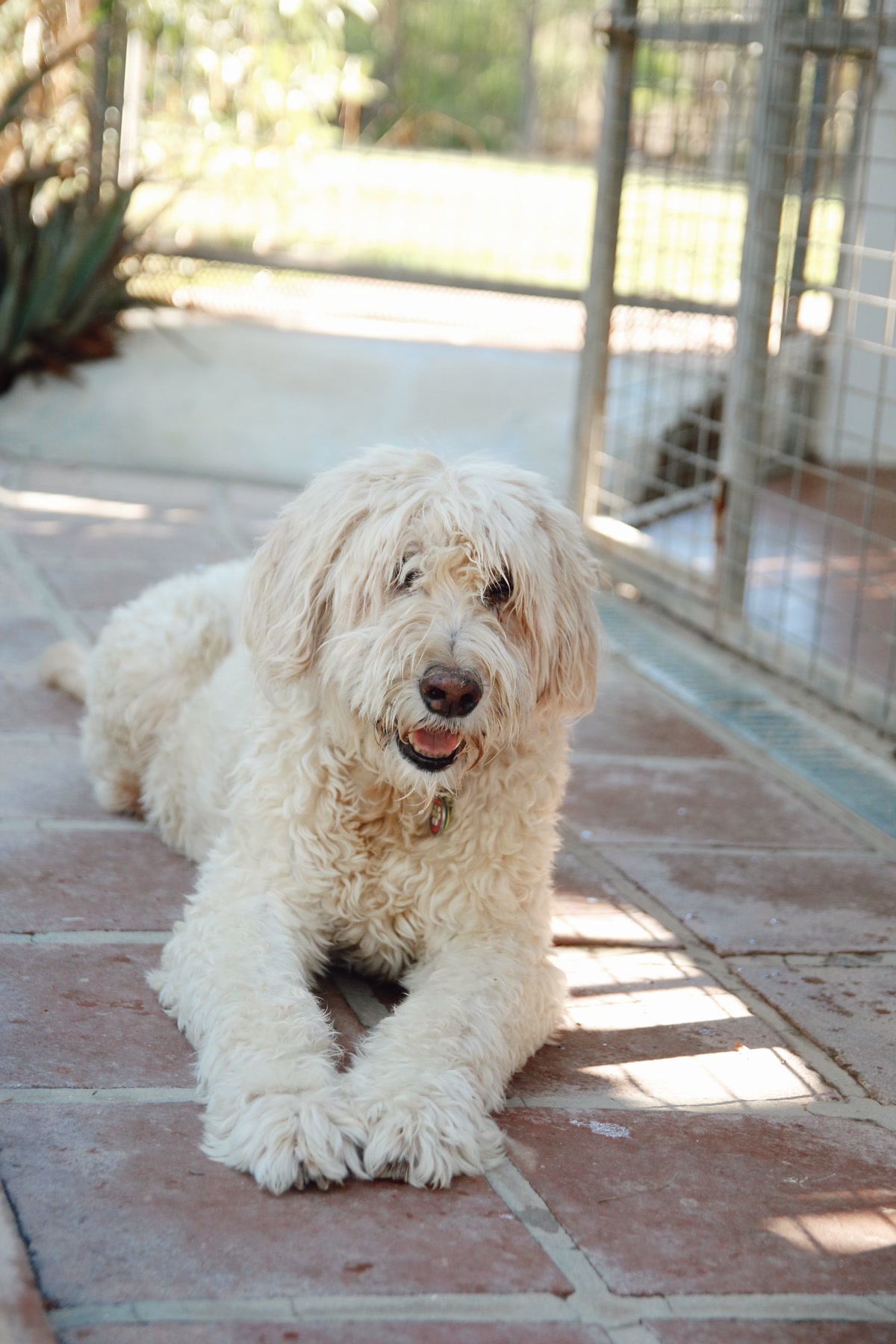 Happy freshly-groomed large dog relaxing on a patio
