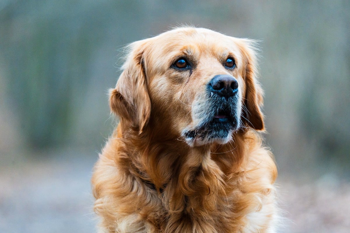 Brushing a Golden Retriever with deshedding tool, loose fur flying