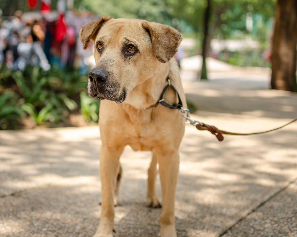 Large dog walking calmly on a no-pull leash setup in a park